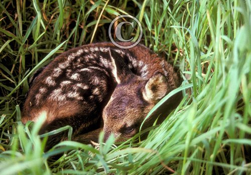 Roe Deer Fawn DM0721